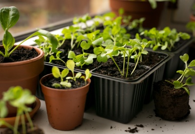 Эксперты назвали культуры для ранней рассады в Тульской губернии