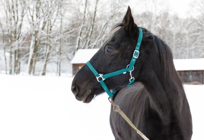 Новогодний дар музею-усадьбе