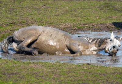 Утонула лошадь.