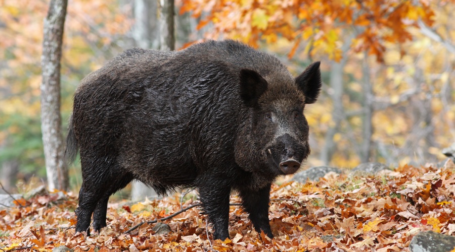 Диковинное происшествие в Ясной Поляне: кабаны у стен музея-усадьбы