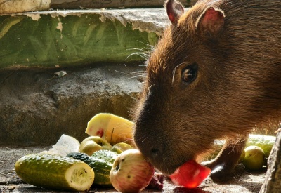 Любовь и капибара