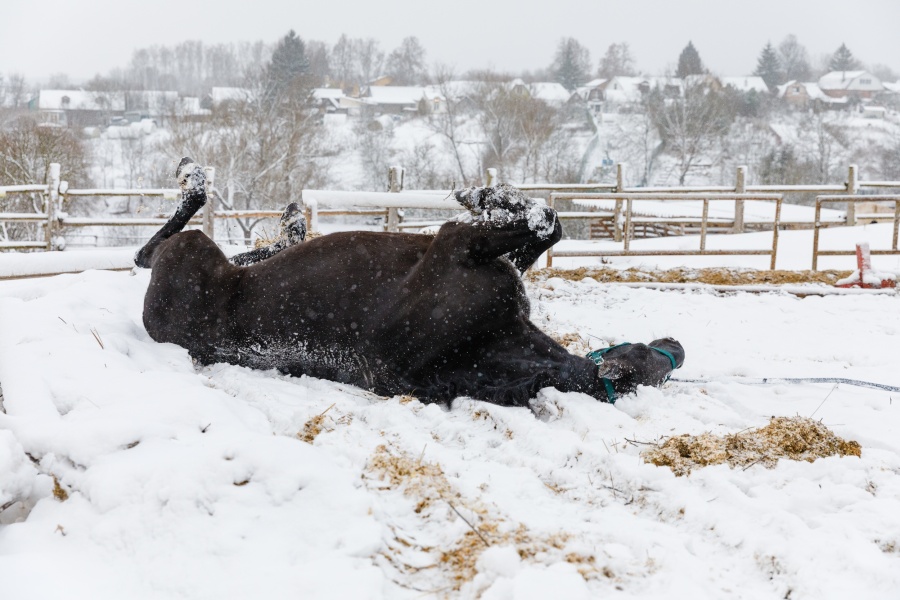 Новогодний дар музею-усадьбе