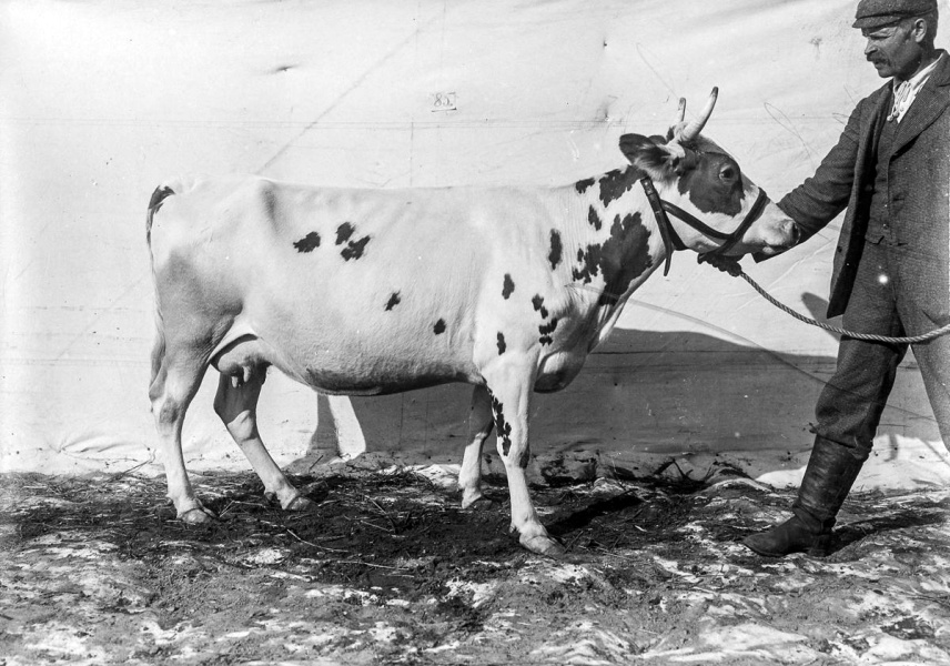 Корову и лошадь за двугривенный...