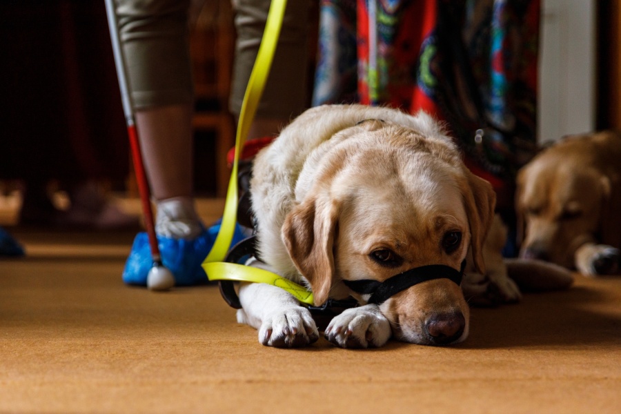 Ясная Поляна открыта для всех