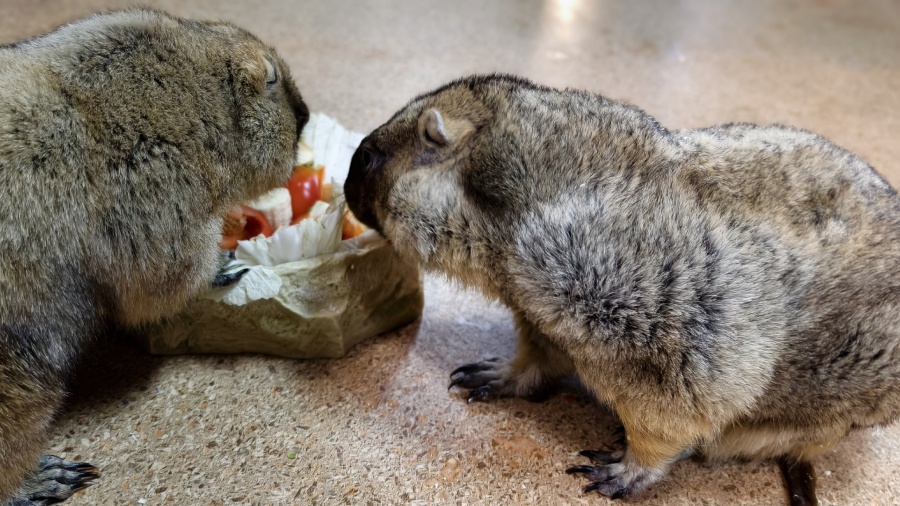 Когда в сурках согласья нет: байбаки о весне
