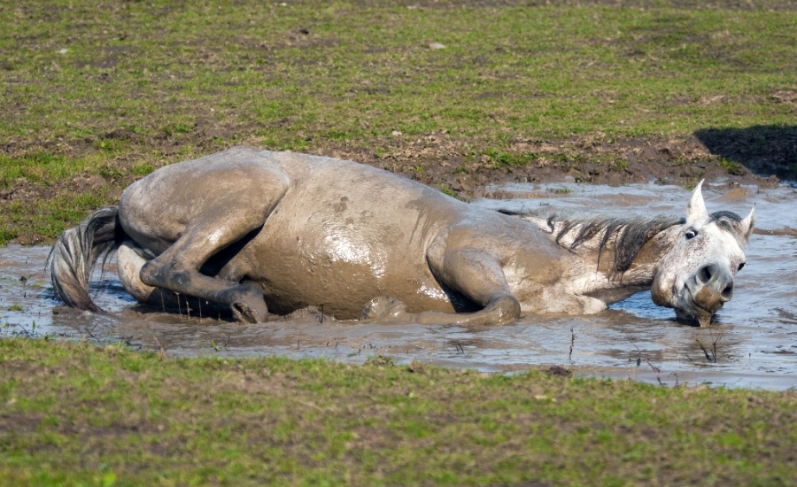 Утонула лошадь.