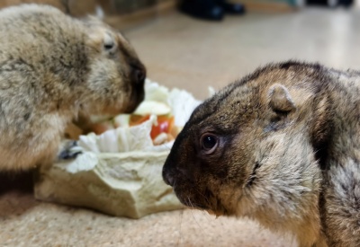 Когда в сурках согласья нет: байбаки о весне