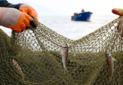 Салака — из-под Минска, лосось — из-под Могилёва!