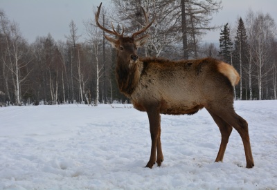 Па́нтовая губерния